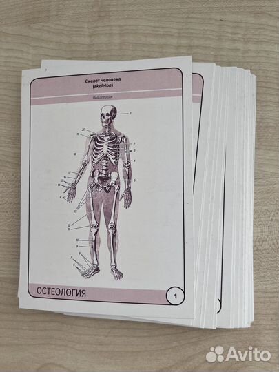 Карточки по Анатомии