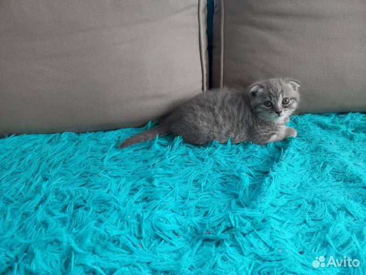 Шотландские котята