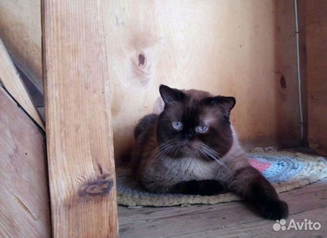 Британский кот вязка