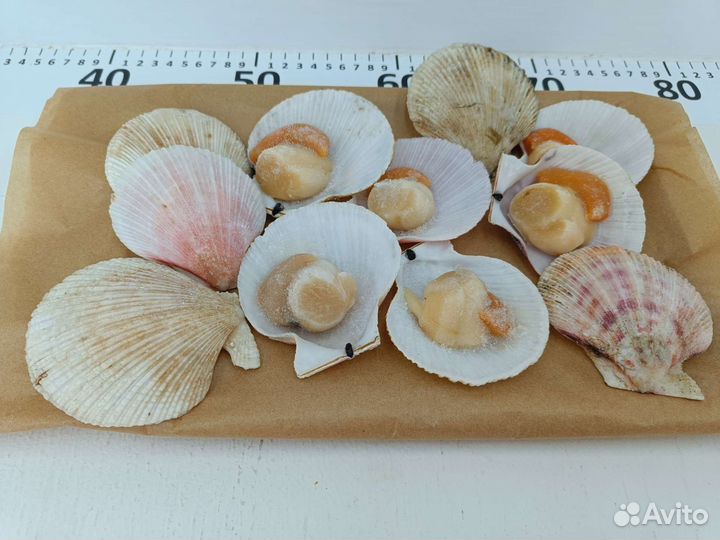 Морской гребешок на полустворке, Россия