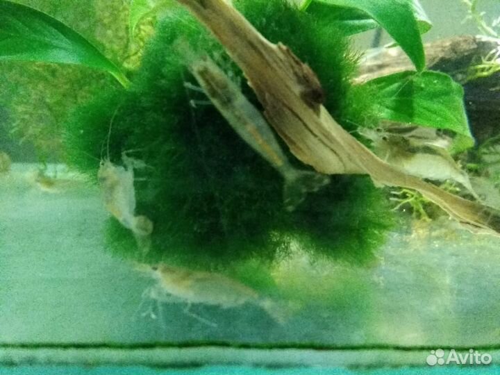 Яркие креветки Черри