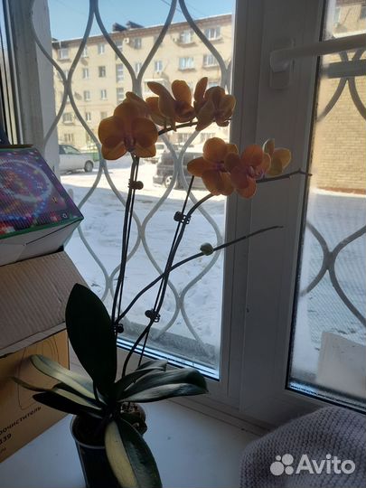 Орхидея сортовые