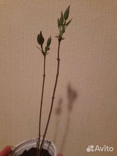 Сирень Венгерская и жимолость Синяя птица детки