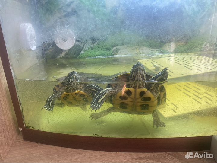 Красноухая черепахи с аквариумом