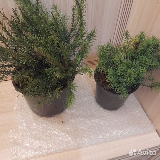 Елочка