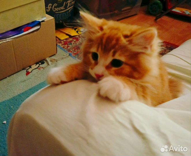 Котёнок Курильский Бобтейл