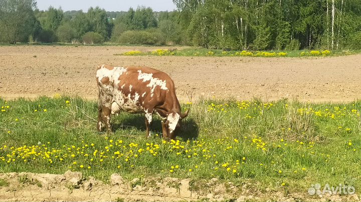 Продам телку