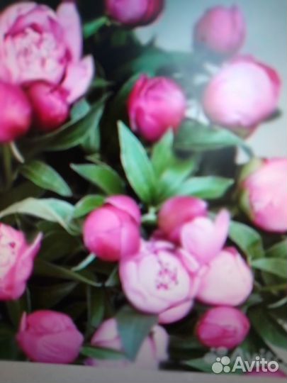 Пионы розовые