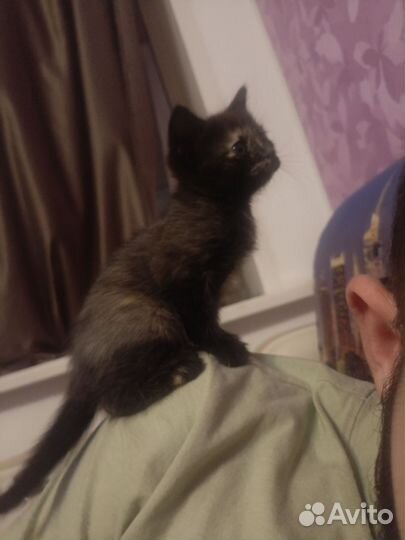 Отдам в добрые руки двух котят