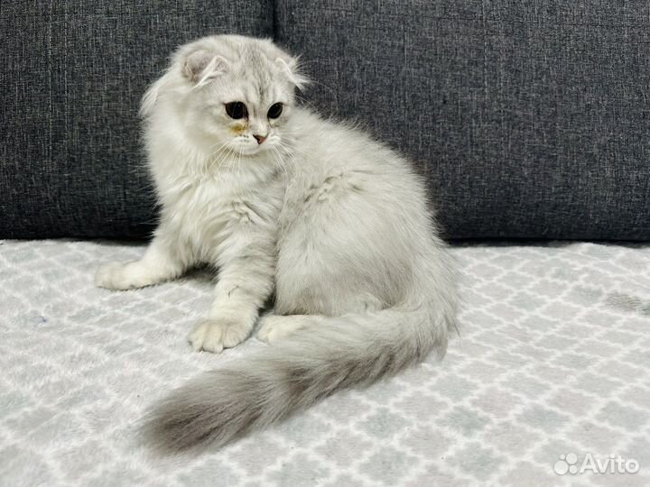 Шотландский котенок фолд