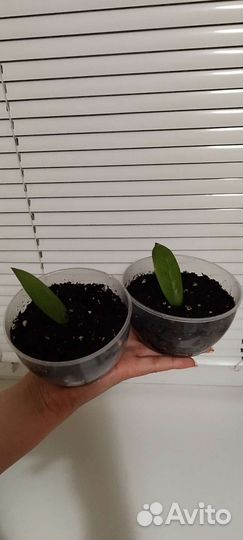 Комнатные растения цветы