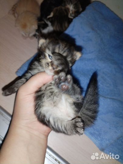 Котенок в дар