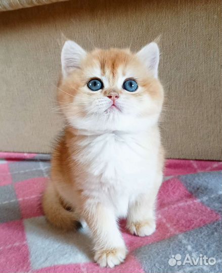 Британская девочка в разведение