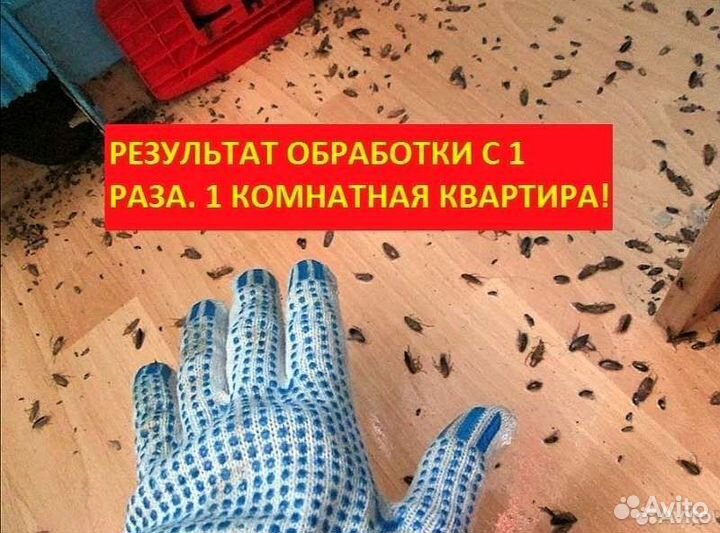 Уничтожение клопов тараканов мышей блох клещей