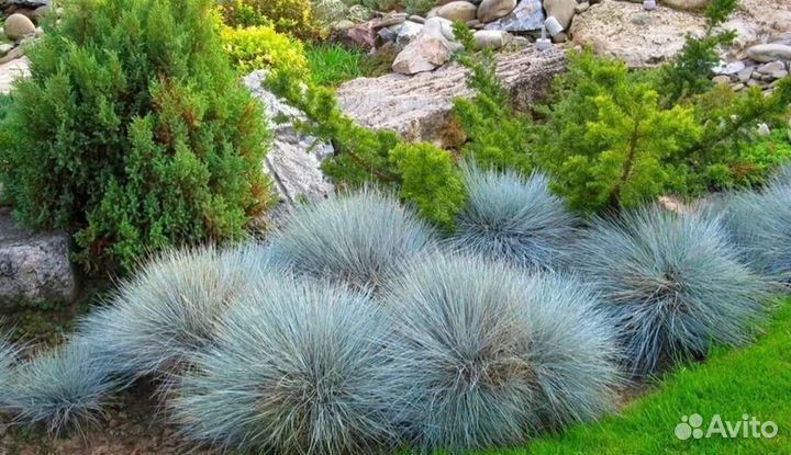 Овсяница голубая и Осока Бронко