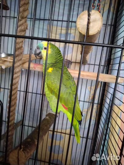 Попугай большой