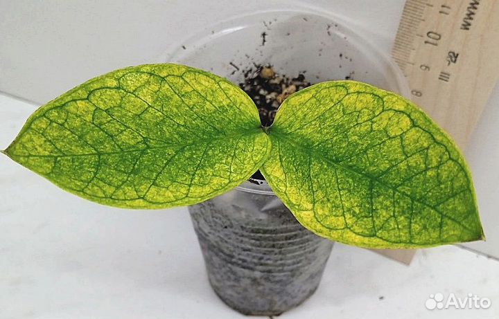 Комнатные растения цветы