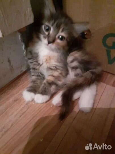 Котёнок в добрые руки