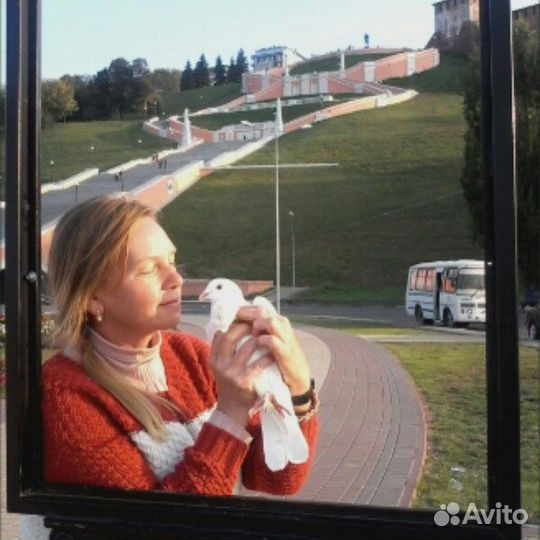 Белые голуби