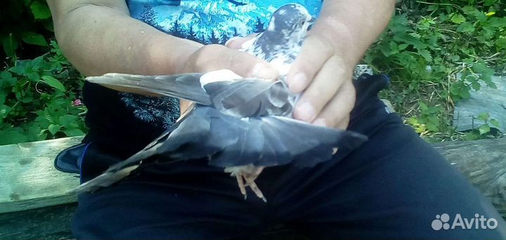 Продажа голубей