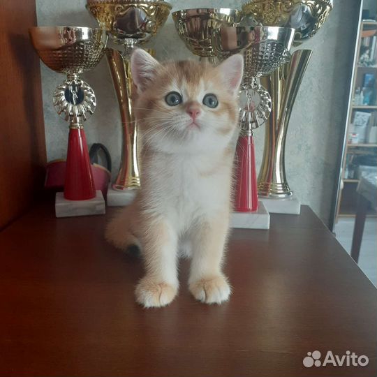 Шотланский котенок