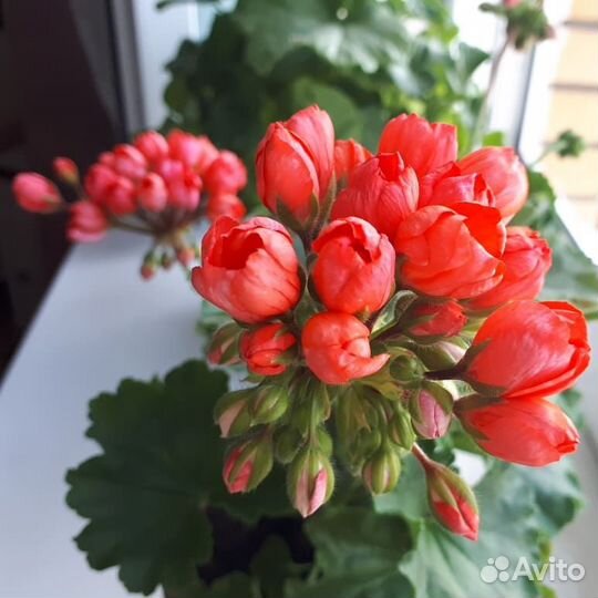 Пеларгония герань