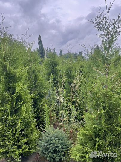 Туя колумна,смарагд,Брабант