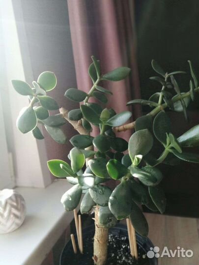 Толстянка (денежное дерево, долларовое дерево)