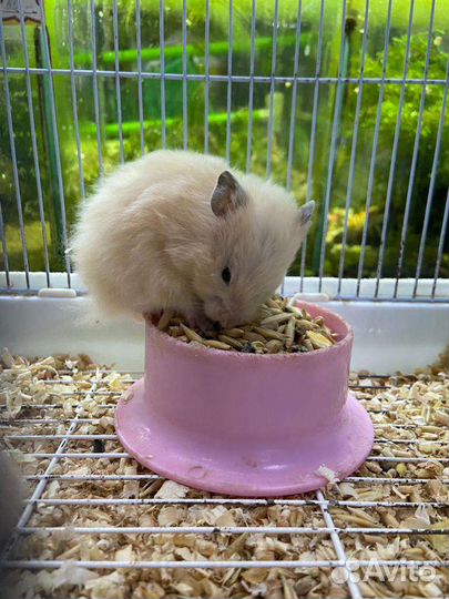 Хомячки зоомир