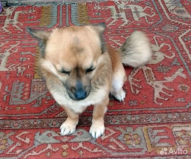 Маленькая собачка