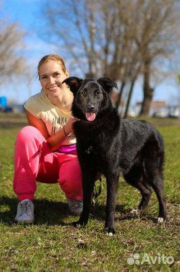 Собака из приюта бесплатно