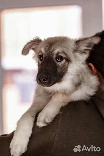 Щенок в добрые руки бесплатно