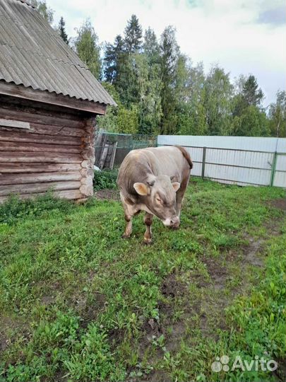 Костромской бычок