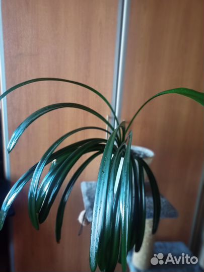 Кливия И гиппеаструм