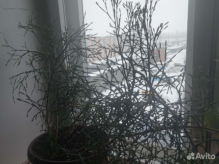 Хатиора, Талнах