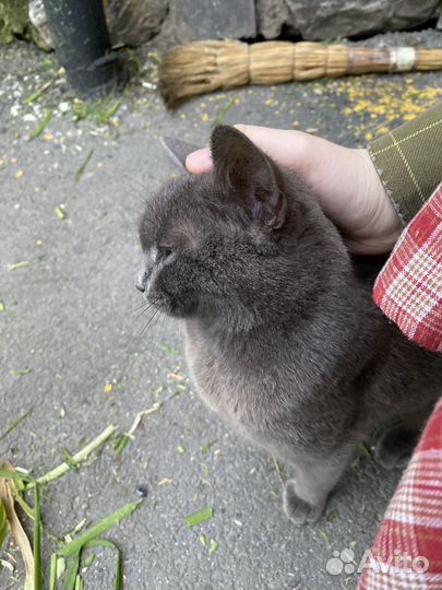 Котенок в добрые руки