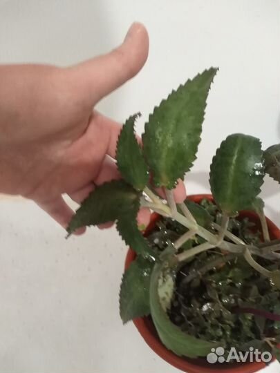 Каланхоэ лечебный