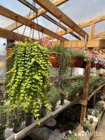 Рассада петуния, калибрахоа, алиссум