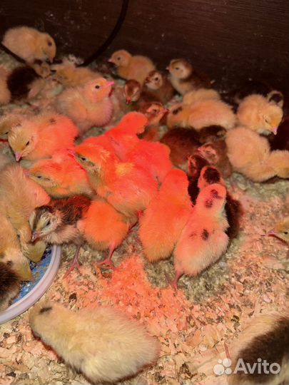 Яйца перепелиные