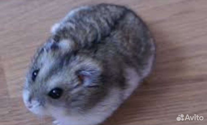 Отдам бесплатно в добрые руки