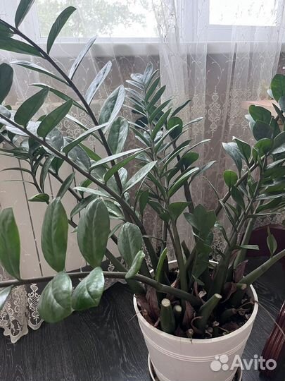 Замиокулькас