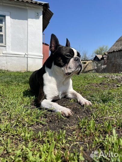 Бостон терьер для вязки