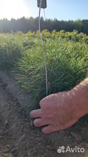 Саженцы сосны обыкновенной окс