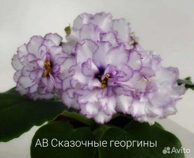 Фиалка