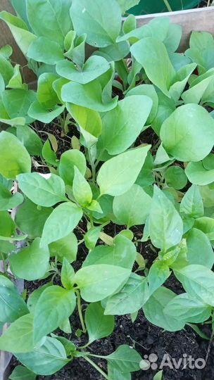 Рассада томаты, огурцы, баклажан, базилика