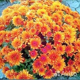 Саженцы хризантема, лаванда, лилейники, пион