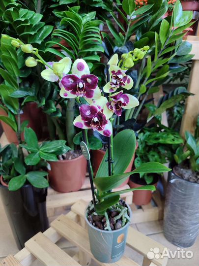 Орхидея с мутацией бабочка трилипс