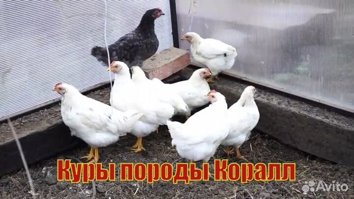 Куры на яйце кемпинг канары