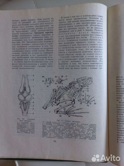 Энциклопедия жизнь животных