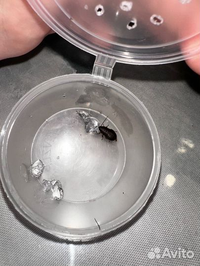 Нимфы мадагаскарского таракана